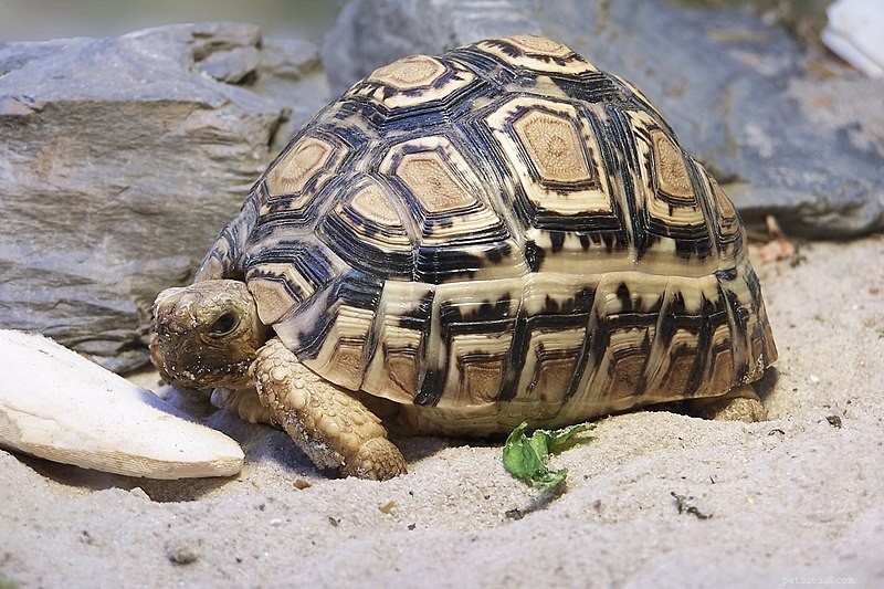 L histoire naturelle de la tortue léopard – Partie 1