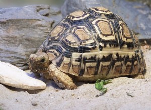 표범 거북이의 자연사 – 1부