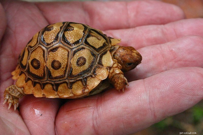 De natuurlijke geschiedenis van de luipaardschildpad – deel 1