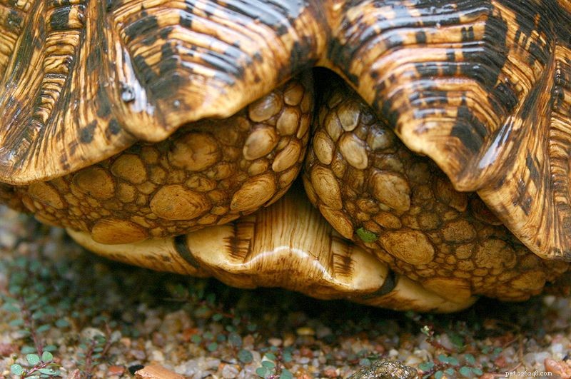 La tartaruga leopardo – Parte 2 – Captive Care