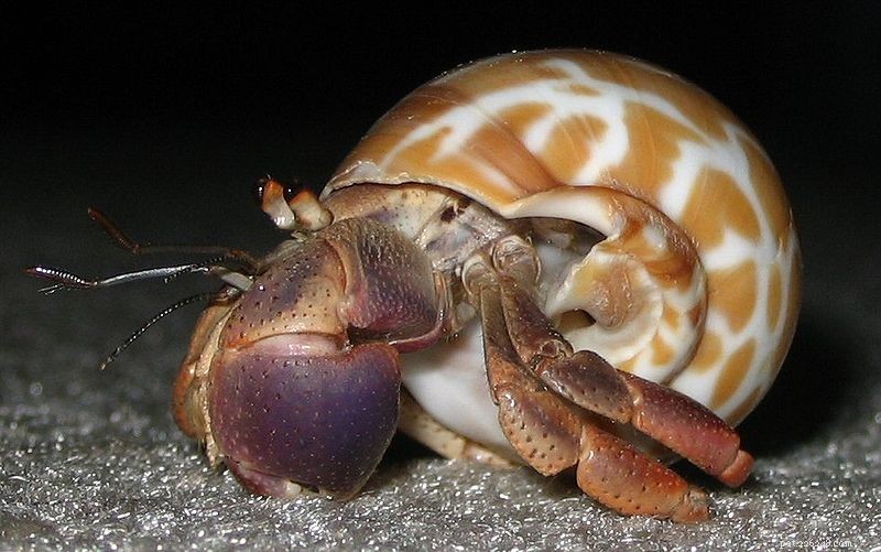 Comportamento social do caranguejo-ermitão – afinal, não são “ermitões”!