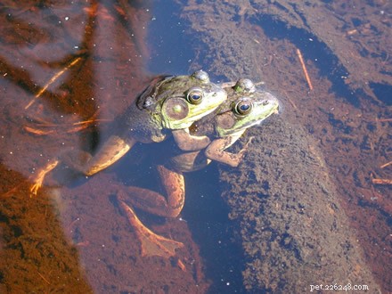녹색 개구리 만나기 – 미국의 전형적인  연못 개구리  – 2부