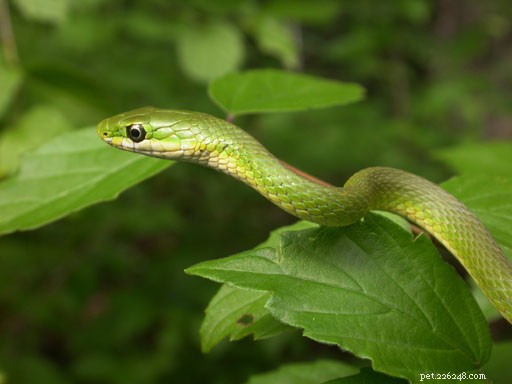 Грубые и гладкие зеленые змеи – красивые насекомоядные для растительных террариумов – Часть 1
