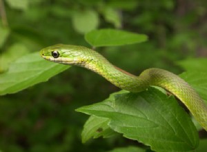 Ruwe en gladde groene slangen – prachtige insecteneters voor beplante terraria – deel 1