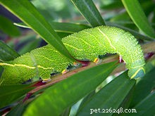 Ruwe en gladde groene slangen – prachtige insecteneters voor beplante terraria – deel 1
