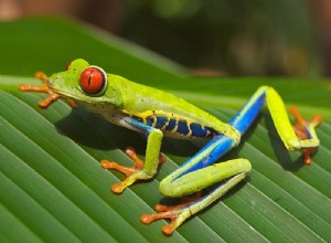 Nieuwe vorm van communicatie onthuld - plantvibrerende roodoogboomkikkers