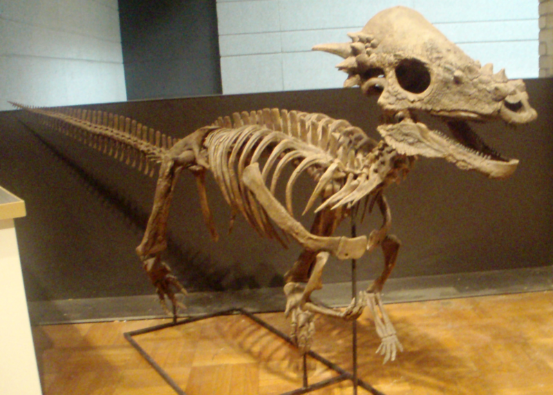 Dinosaure du Texas récemment découvert probablement engagé dans des concours de coups de tête