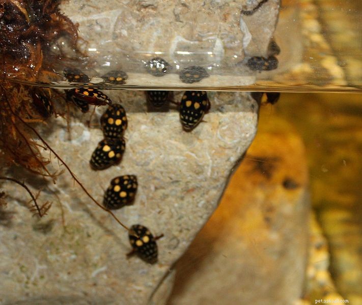 Algo novo para os que tratam de insetos – Sunburst e Green Diving Beetles – Parte 1