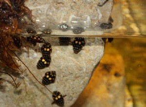 Quelque chose de nouveau pour les éleveurs d insectes – Coléoptères plongeurs solaires et verts – Partie 1