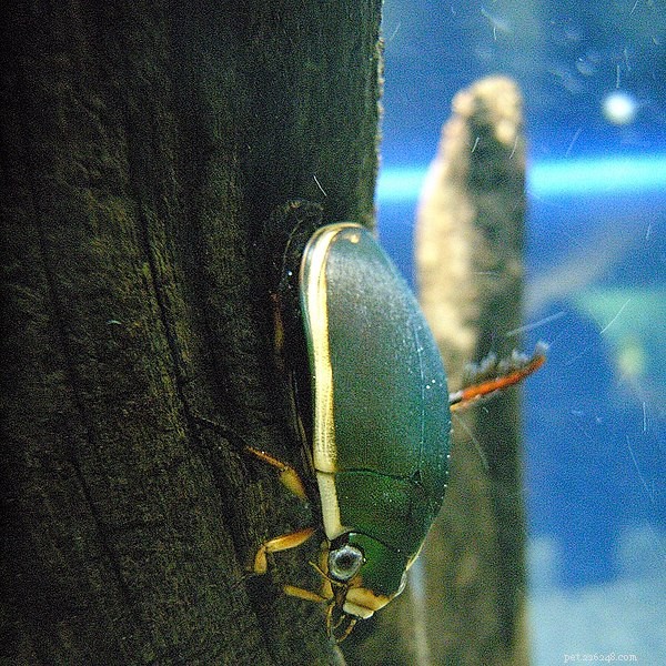 Qualcosa di nuovo per i custodi di insetti – Sunburst e Green Diving Beetles – Parte 1