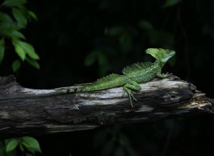 Breeding the Green (Plumed) Basilisk and Related Species – Part 1