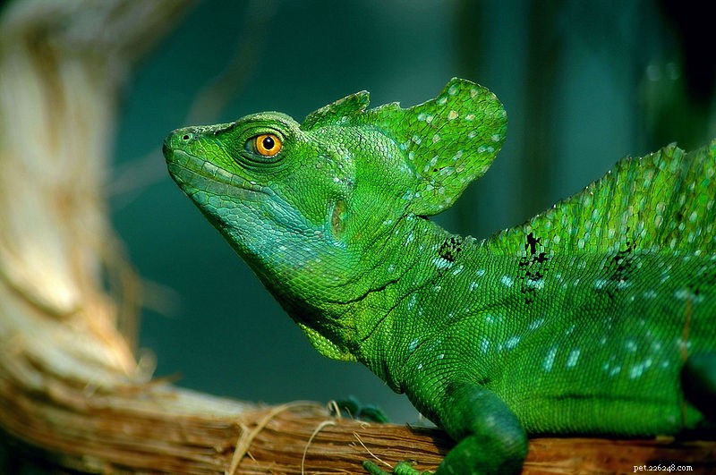 Breeding the Green (Plumed) Basilisk and Related Species – Part 1