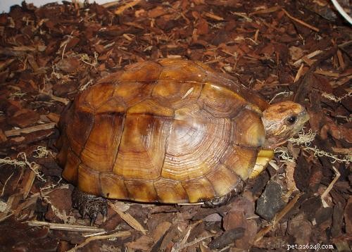 De Keeled Box Turtle - een winterharde soort die in gevangenschap moet worden gekweekt - Deel 2