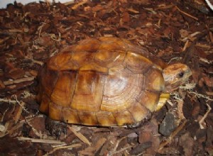 The Keeled Box Turtle – en tålig art i behov av avel i fångenskap – Del 2