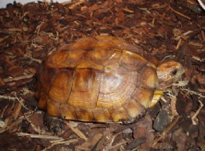 De Keeled Box Turtle - een winterharde soort die in gevangenschap moet worden gekweekt - Deel 2