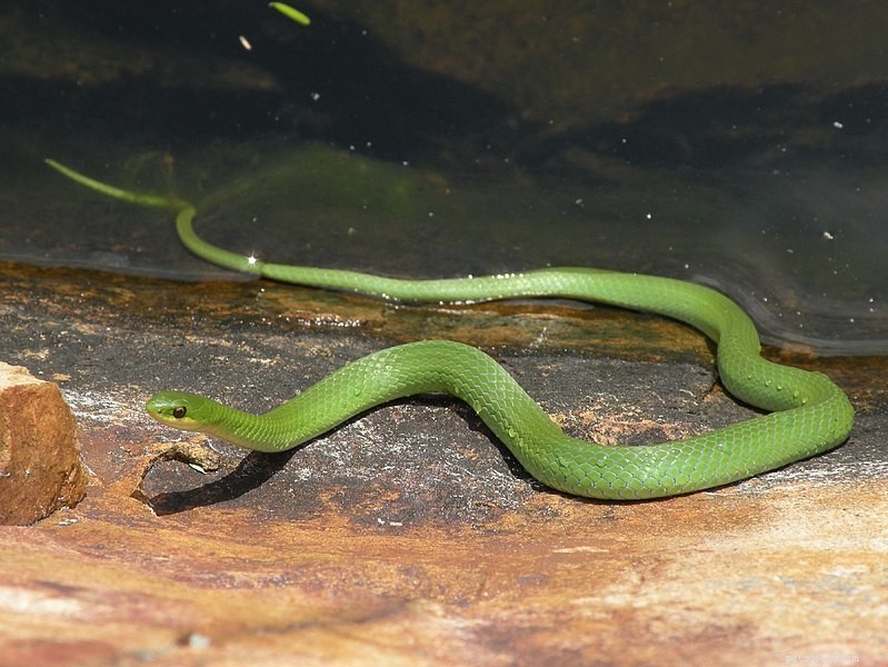 거칠고 부드러운 녹색 뱀 – 심어진 테라리움을 위한 아름다운 곤충 포식자 – 2부