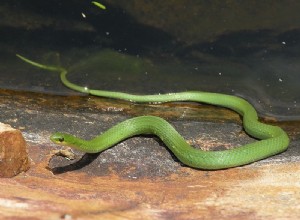 Ruwe en gladde groene slangen – prachtige insecteneters voor beplante terraria – deel 2