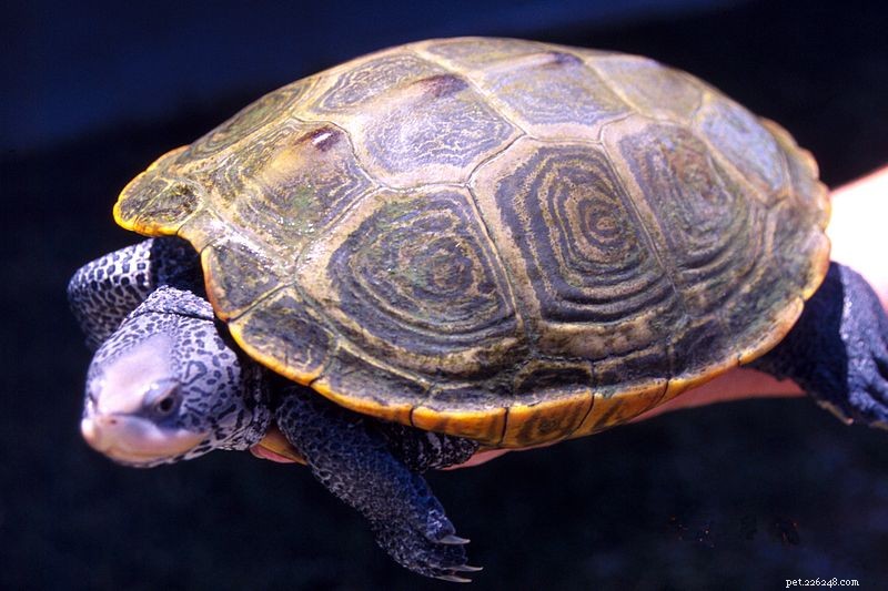 A conservação e cuidados em cativeiro da tartaruga de água doce