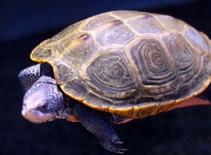 Сохранение и содержание в неволе ромбовидной черепахи