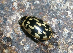 Något nytt för insektsskötare – The Aquatic Sunburst och Green Diving Beetles – Del 2