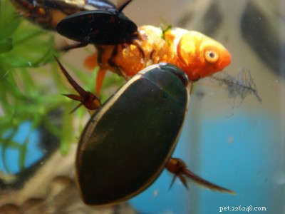 Algo novo para os inseto-guardiães – O Sol Aquático e os Besouros Mergulhadores Verdes – Parte 2