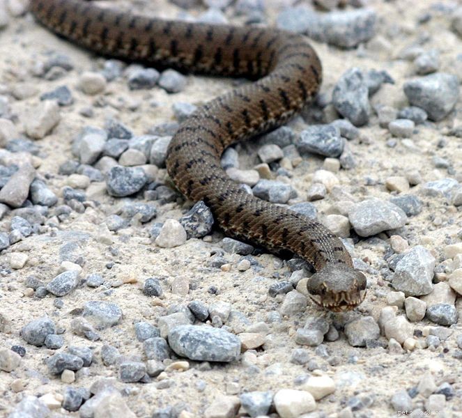전 세계 뱀 개체수 감소에 대한 연구 힌트