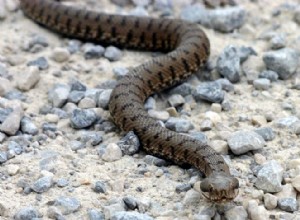 Исследование намекает на глобальное сокращение популяции змей