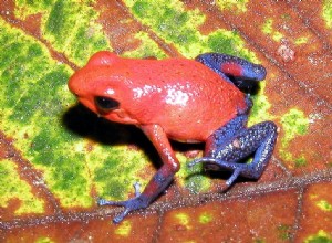 Recherches de terrain en cours – Comportement des amphibiens et histoire naturelle