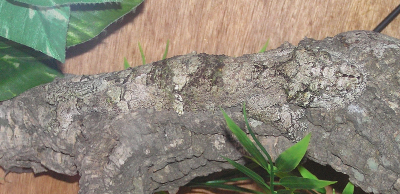 Présentation du Nosy Be Gecko (alias Spearpoint Leaf-tailed Gecko), Partie 1