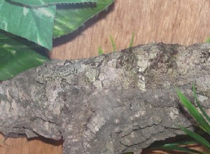 Présentation du Nosy Be Gecko (alias Spearpoint Leaf-tailed Gecko), Partie 1
