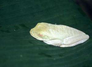 The Red-Eyed Treefrog – Opmerkingen over gevangenschap en natuurlijke historie