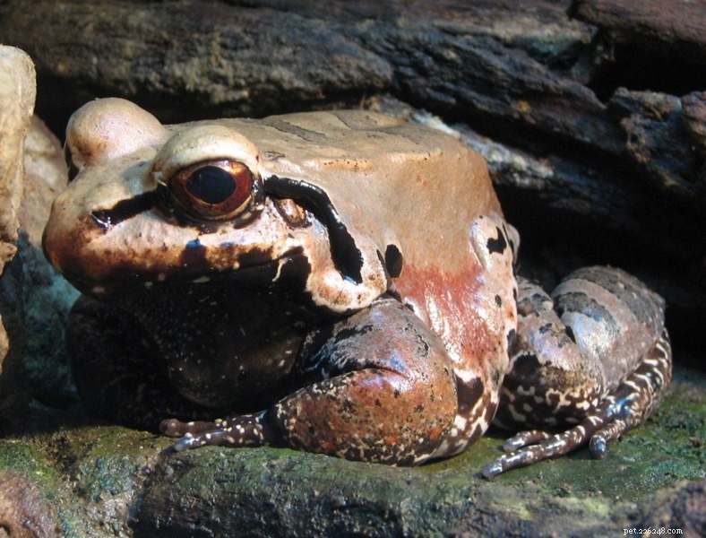 L histoire naturelle et les soins en captivité de la grenouille fumeuse de la jungle – Partie 1