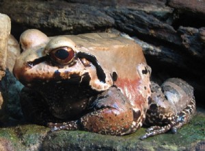 The Natural History and Captive Care of the Smokey Jungle Frog – Del 1