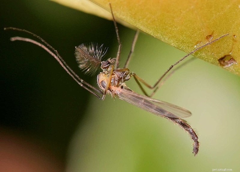 Minhocas vivas – um alimento importante para pequenos anfíbios e suas larvas