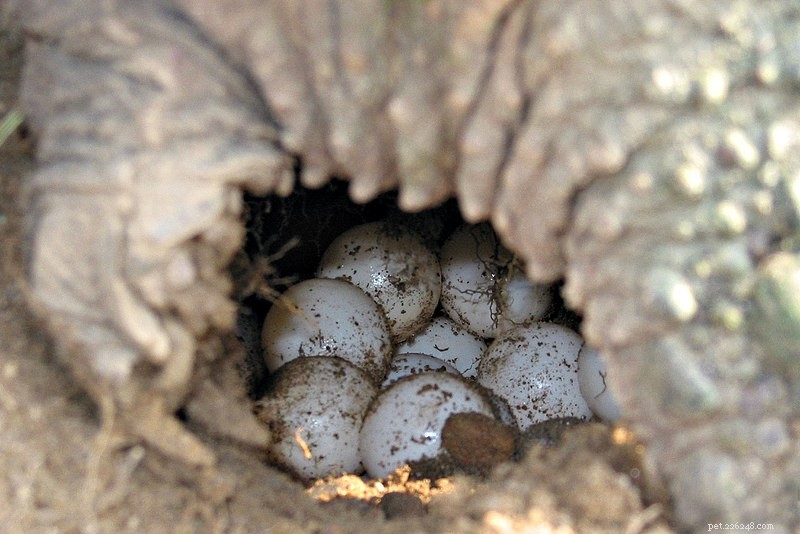 Rétention d œufs (dystocie) chez les tortues – Le problème et quelques solutions – Partie 1