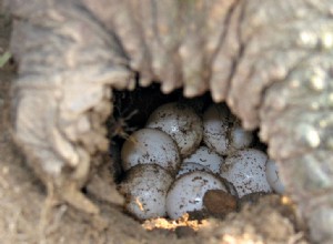 Rétention d œufs (dystocie) chez les tortues – Le problème et quelques solutions – Partie 1
