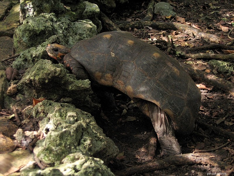 Inteligence plazů – želvy rudonohé se učí napodobováním