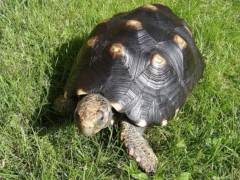 Kreptilintelligens – Rödfotade sköldpaddor lär sig genom imitation