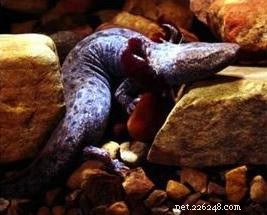 The Natural History and Captive Care of the Mudpuppy – Del 1