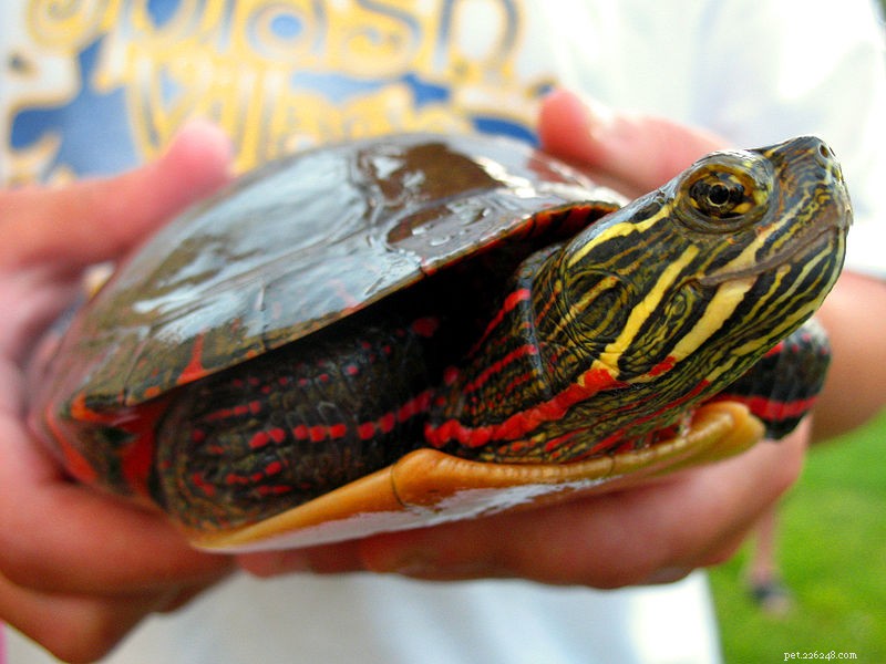 Nabarvená želva – poznámky k péči o zajetí a přirozené historii