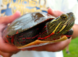 La tortue peinte – Notes sur les soins en captivité et l histoire naturelle