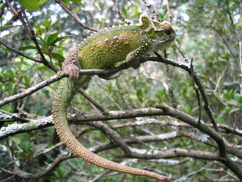 Trpasličí chameleoni – poznámky k péči v zajetí a přirozené historii