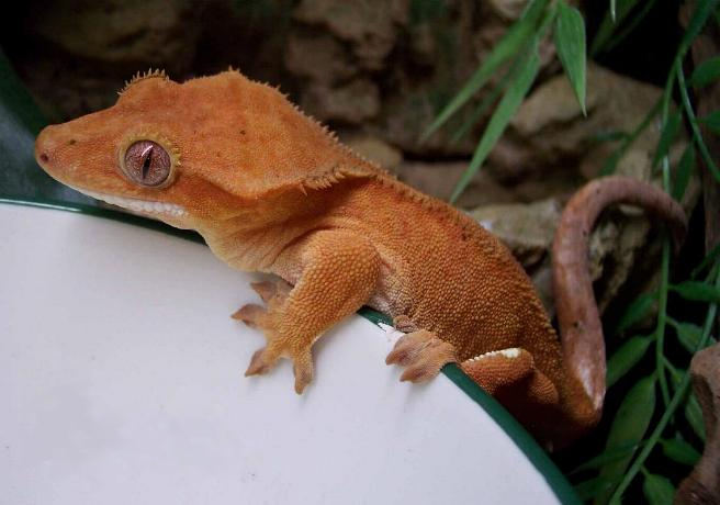 Vi presenterar Nosy Be Gecko (eller Spearpoint Leaf-tailed Gecko) – Del 2