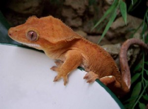 ノシベ島のGecko（またはSpearpoint葉尾のGecko）して紹介 - パート2