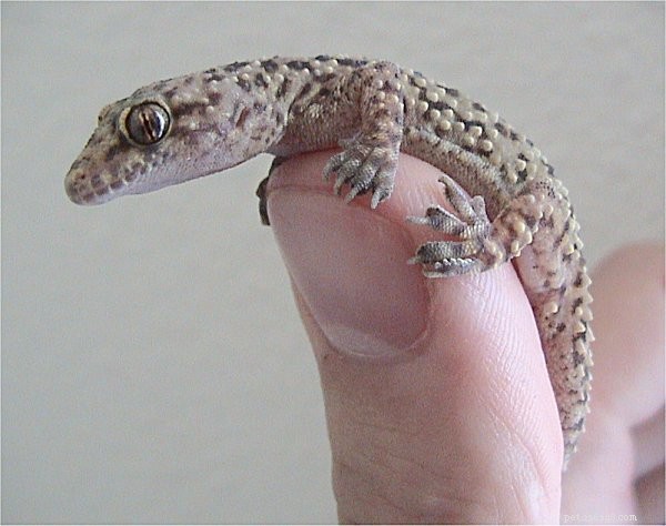ノシベ島のGecko（またはSpearpoint葉尾のGecko）して紹介 - パート2