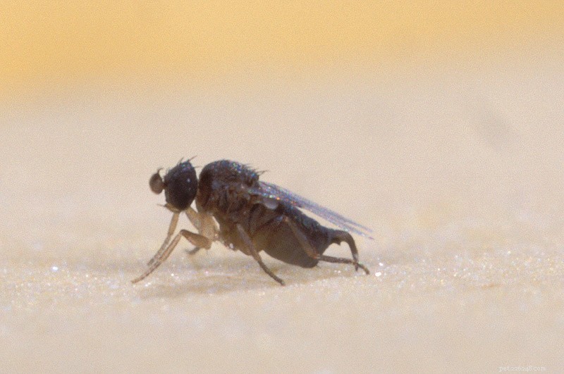 Phorid- eller scuttle-flugor – ett vanligt skadedjur i herp- och ryggradslösa djursamlingar – del 1