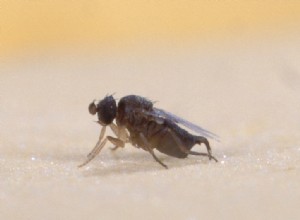 Phorid- eller scuttle-flugor – ett vanligt skadedjur i herp- och ryggradslösa djursamlingar – del 1