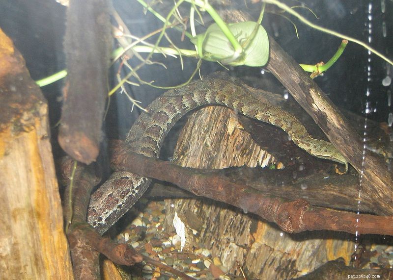 Новости о змеях – раскрыта функция уникальных придатков щупальцевой змеи