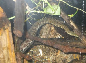 Snake News – La fonction des appendices uniques du serpent tentaculaire révélée