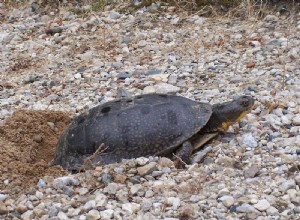 Rétention d œufs (dystocie) chez les tortues – Le problème et quelques solutions – Partie 2